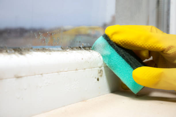 Best Attic Mold Remediation in Webster City, IA